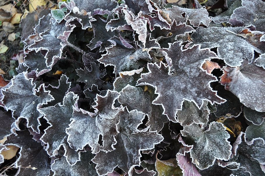 leaves, nature, winter, frost, red brown, cold, ice crystal HD wallpaper