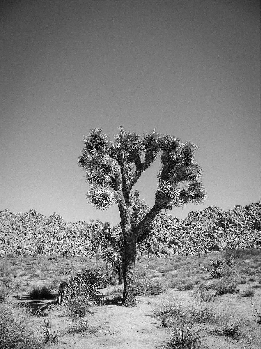 Desert, Trees, Shrubs, Rocks, black And White, nature, landscape HD wallpaper