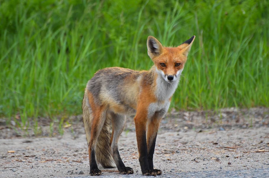 brown, white, and black fox standing on gray surface, red fox HD wallpaper