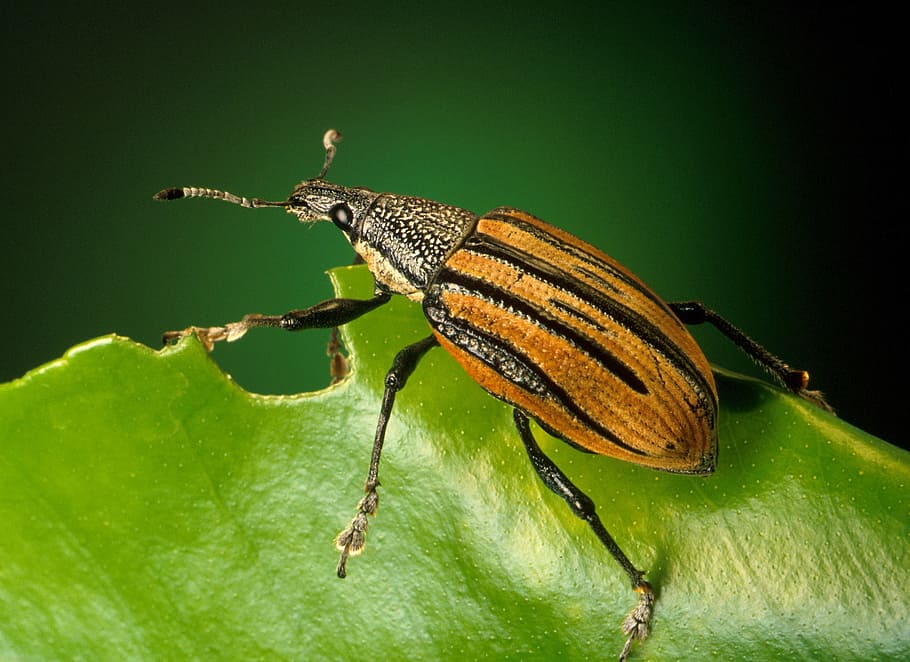 brown and black beetle, weevils, diaprepes abbreviatus, caribbean, HD wallpaper