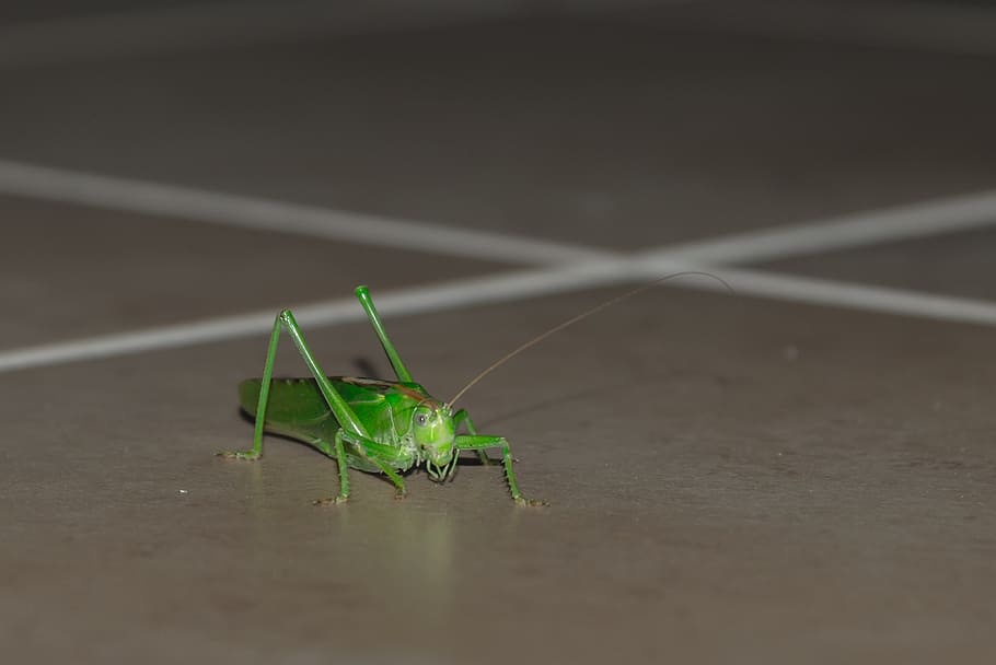 grasshopper, animal, insect, macro, migratory locust, pest HD wallpaper