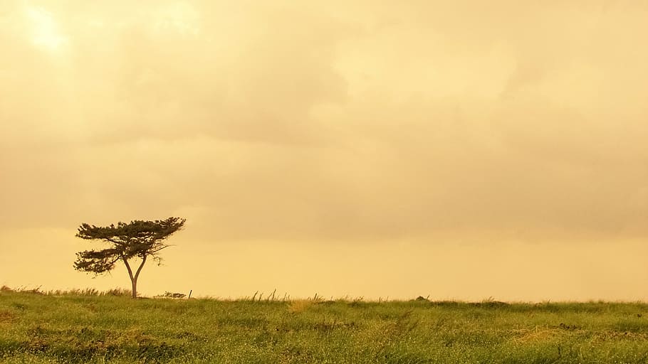 Tree, Field, Landscape, Afternoon, nature, spring, countryside HD wallpaper