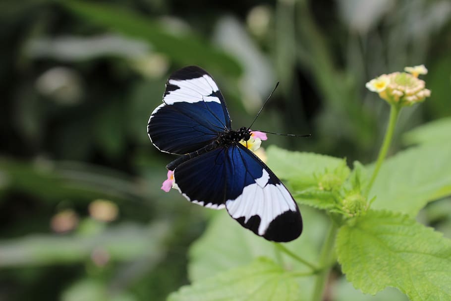 close up photo of blue and white butterfly perching on green leafed plant at daytime HD wallpaper