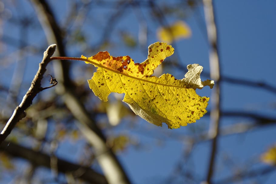 autumn, blue, yellow, leaf, leaves, sky, plant, plant part HD wallpaper