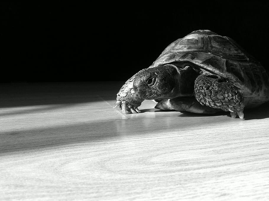 Tortoise, Turtle, Animal, Nature, black, white, one animal, HD wallpaper