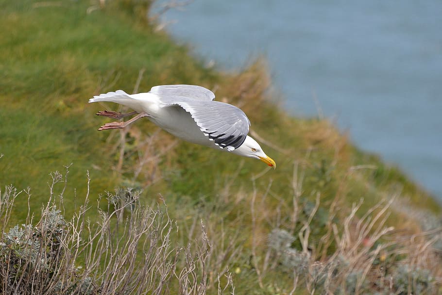 flying seagull over green grass, flight, bird, normandy, nature HD wallpaper