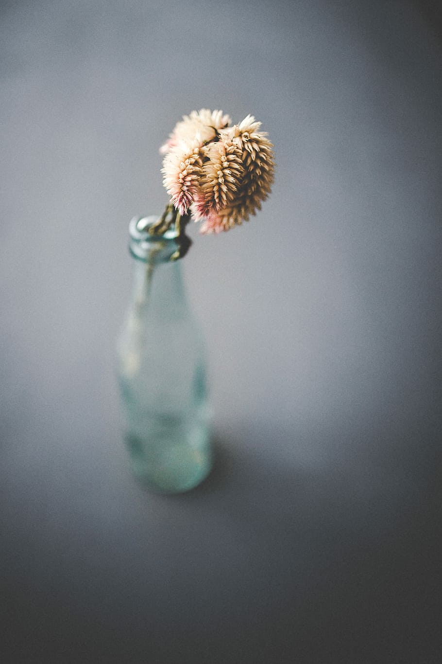 selective color photo of yellow flower on glass bottle, black HD wallpaper