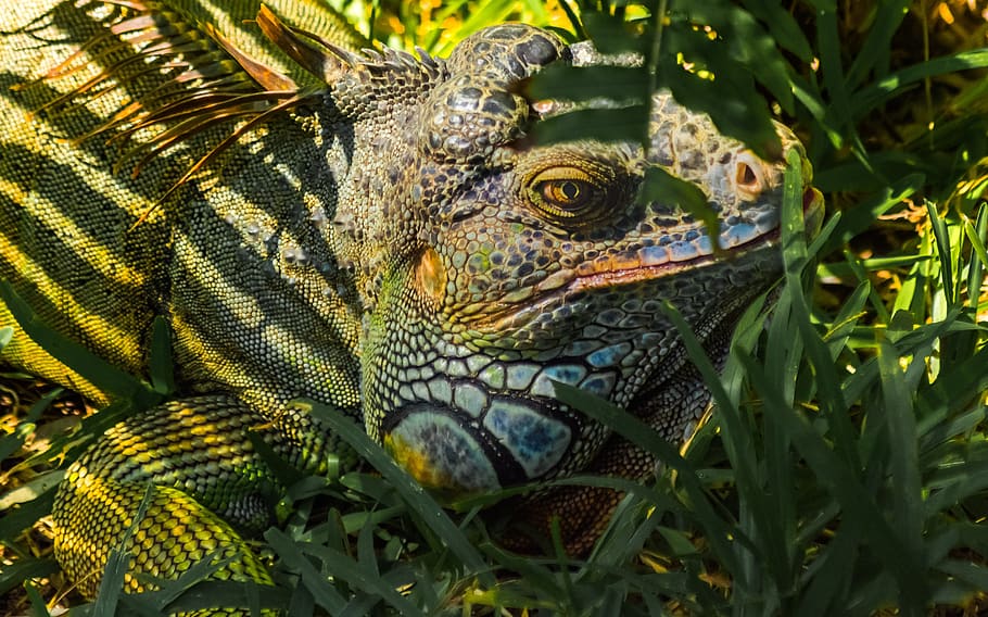 nature, animal, wildlife, reptile, tropical, iguana, ecosystem, HD wallpaper