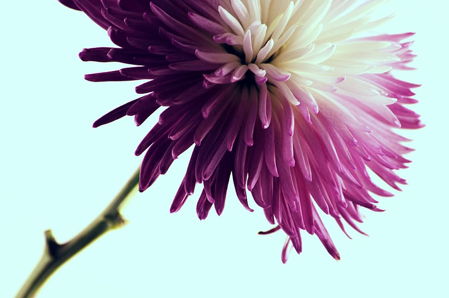 shallow focus photography of pink and white flower, close up photography of white and purple petaled flower HD wallpaper