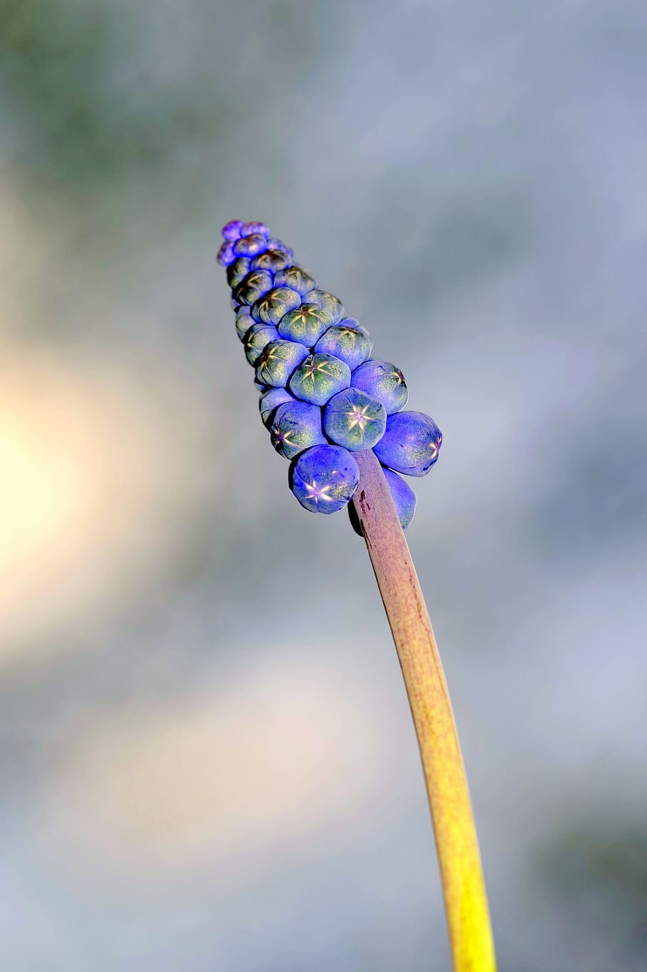 Stem, Undeveloped, Young, szafirek, the stem, grows, spring HD wallpaper