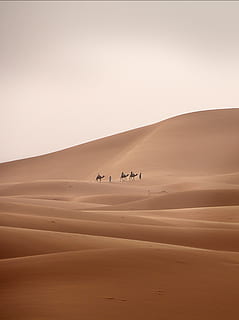 three person riding on camel beside man walking on sand, desert HD wallpaper