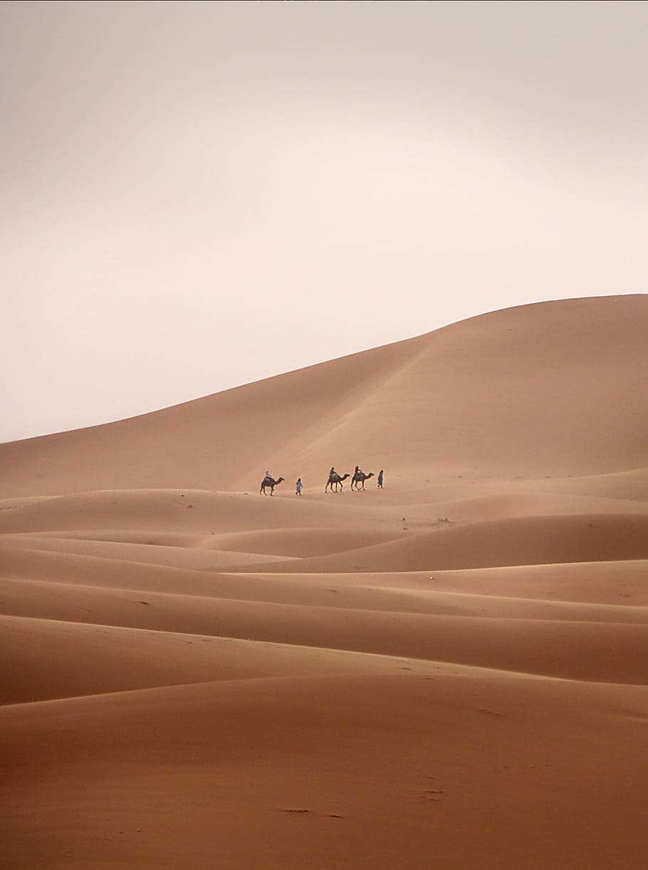 three person riding on camel beside man walking on sand, desert
