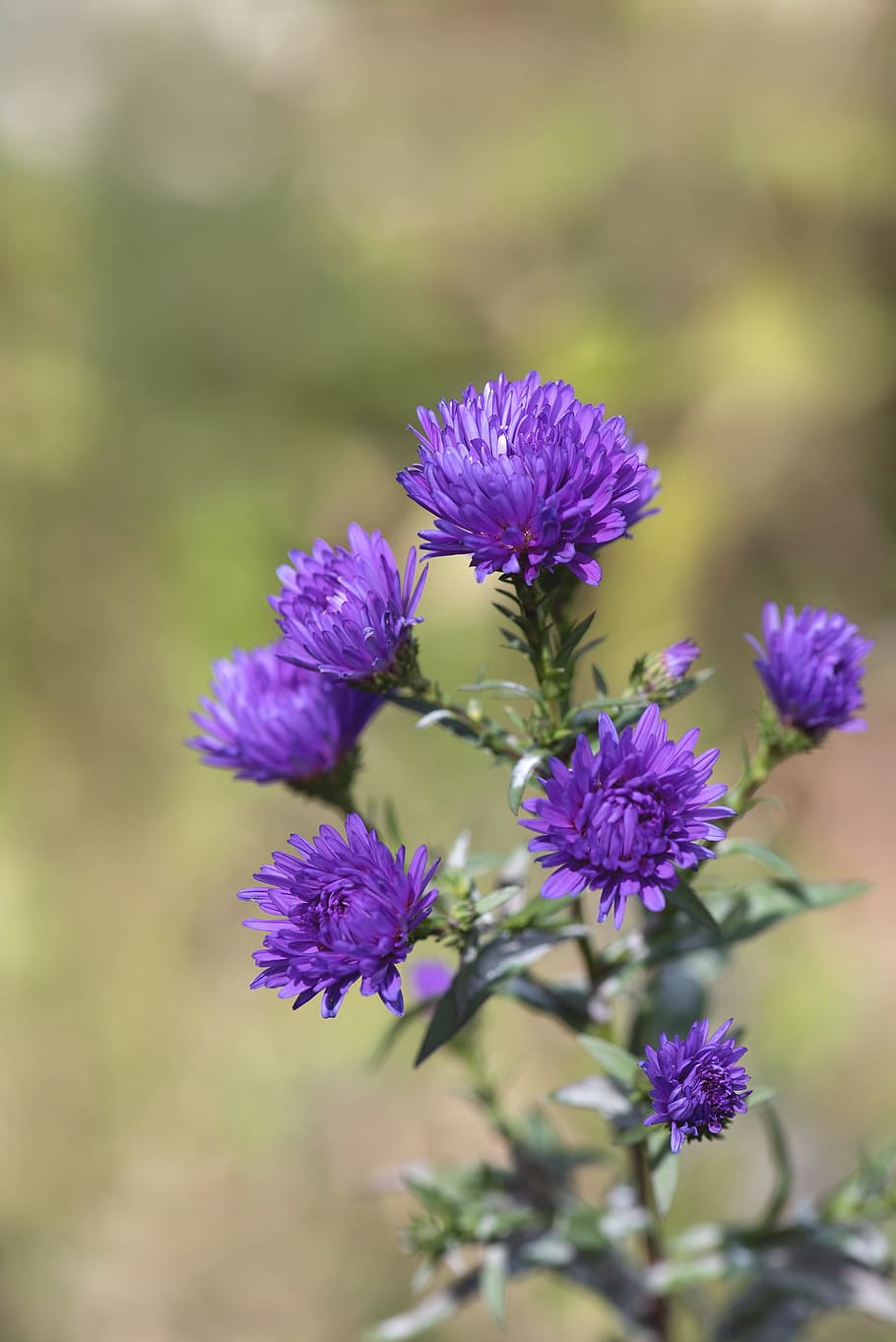 asters, blue, herbstastern, fall asters, symphyotrichum, flowers HD wallpaper