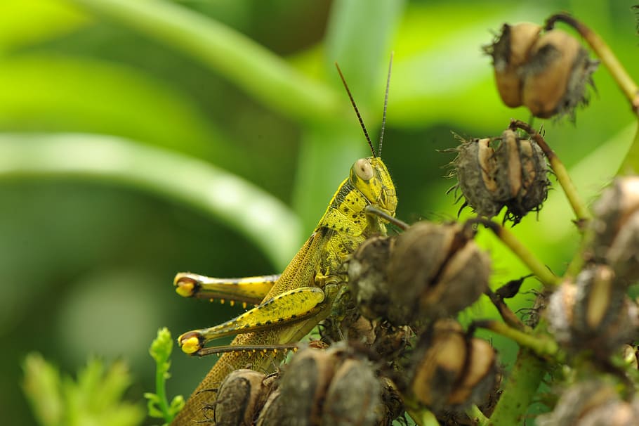 grasshopper, insect, leaf, summer, macro, spring, yellow, worm HD wallpaper
