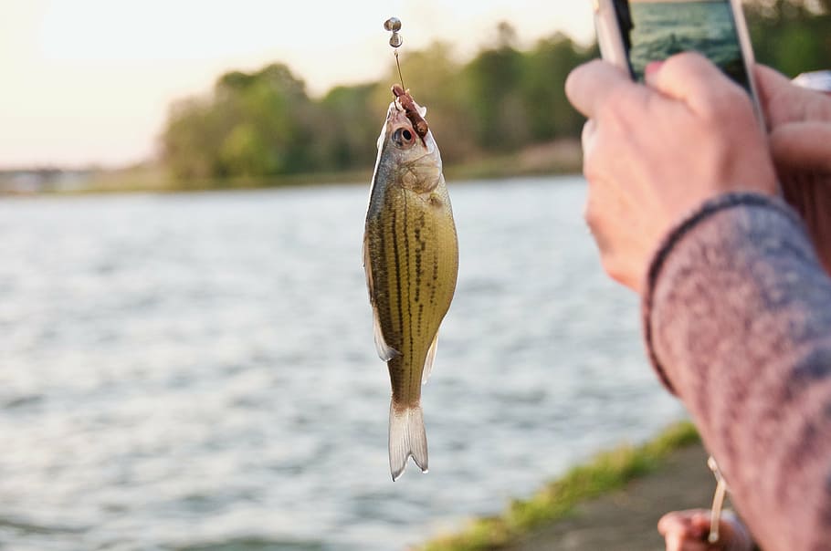 yellow bass fish on fishing hook, food, stomach, lake, camp, sport