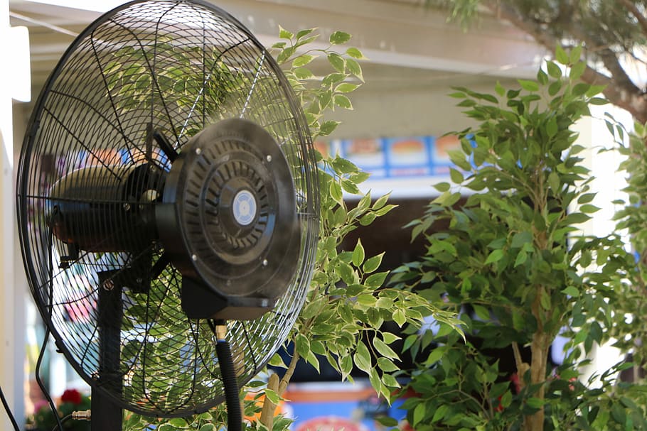 fan, hot, cold, air, critter, plant, green, black, cool, close-up, HD wallpaper