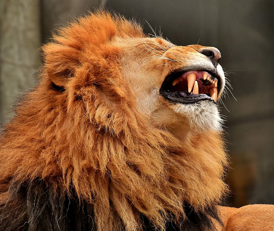 selective focus photography of lion, predator, dangerous, mane HD wallpaper
