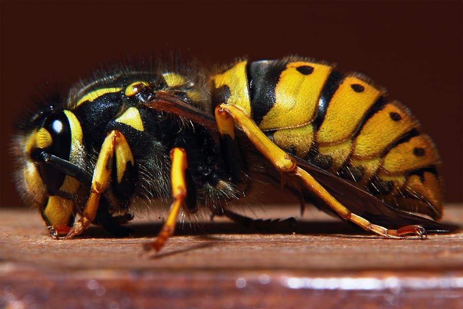 wasp, yellow, warning, toxic, wing, sting, rest, animal, insect HD wallpaper