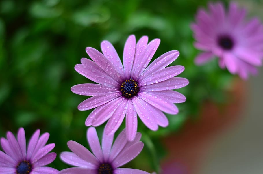 Flower, Green, Plant, Nature, Background, macro, close, pink flower, HD wallpaper
