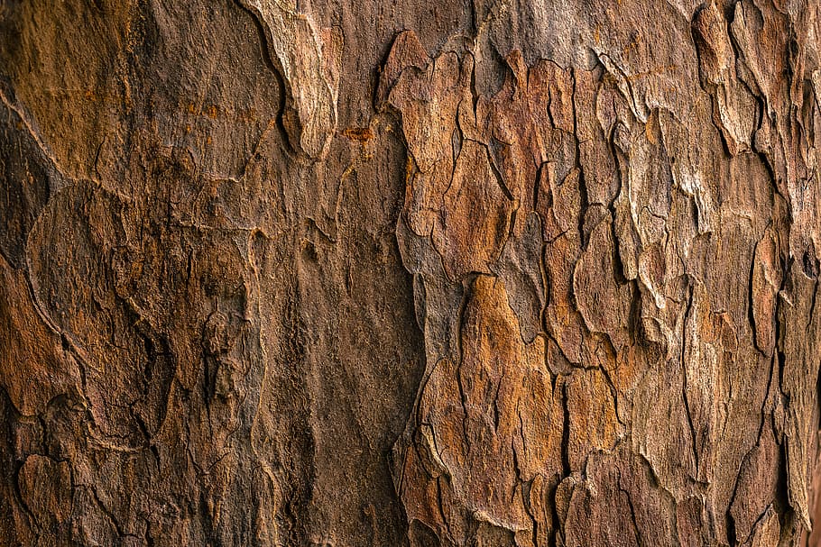 brown tree bark in closeup photography, untitled, texture, wood HD wallpaper