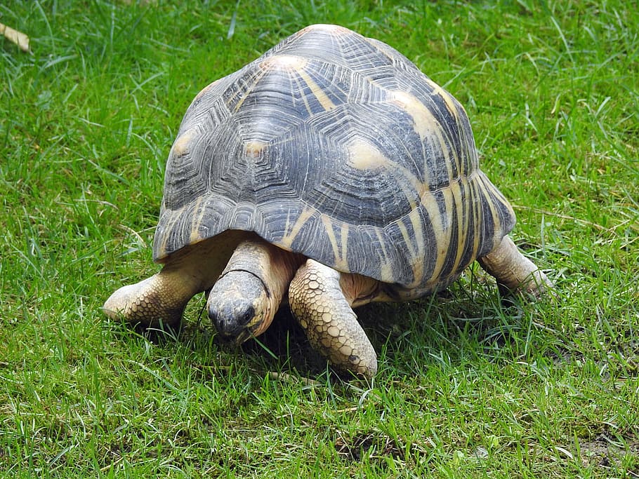 turtle, grass, gently, animal themes, animal wildlife, reptile HD wallpaper