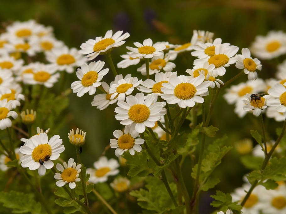 selective focus photography of white daisy flowers, feverfew, HD wallpaper