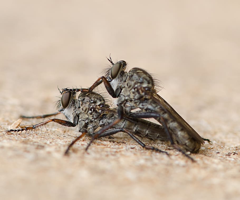 flue, insect, macro, animal wildlife, animals in the wild, invertebrate HD wallpaper