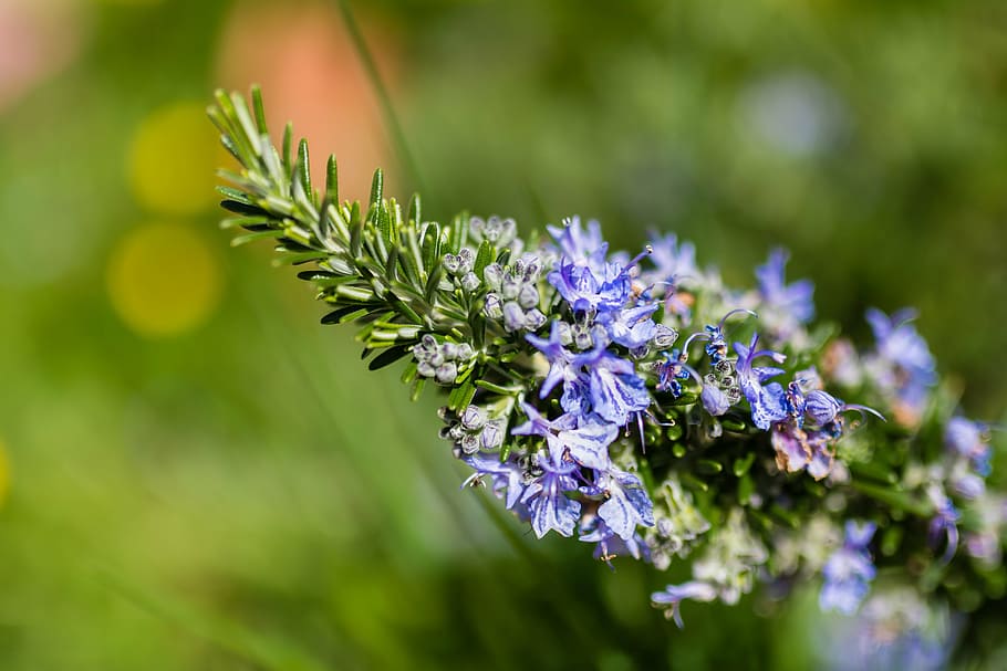 flower, spring, color, nature, white, floral, green, colorful HD wallpaper