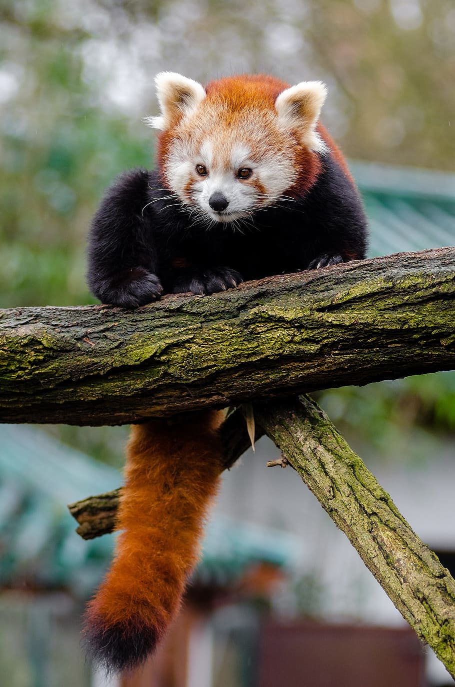 red panda on trunk of tree, little panda, cute, bamboo, mammal, HD wallpaper