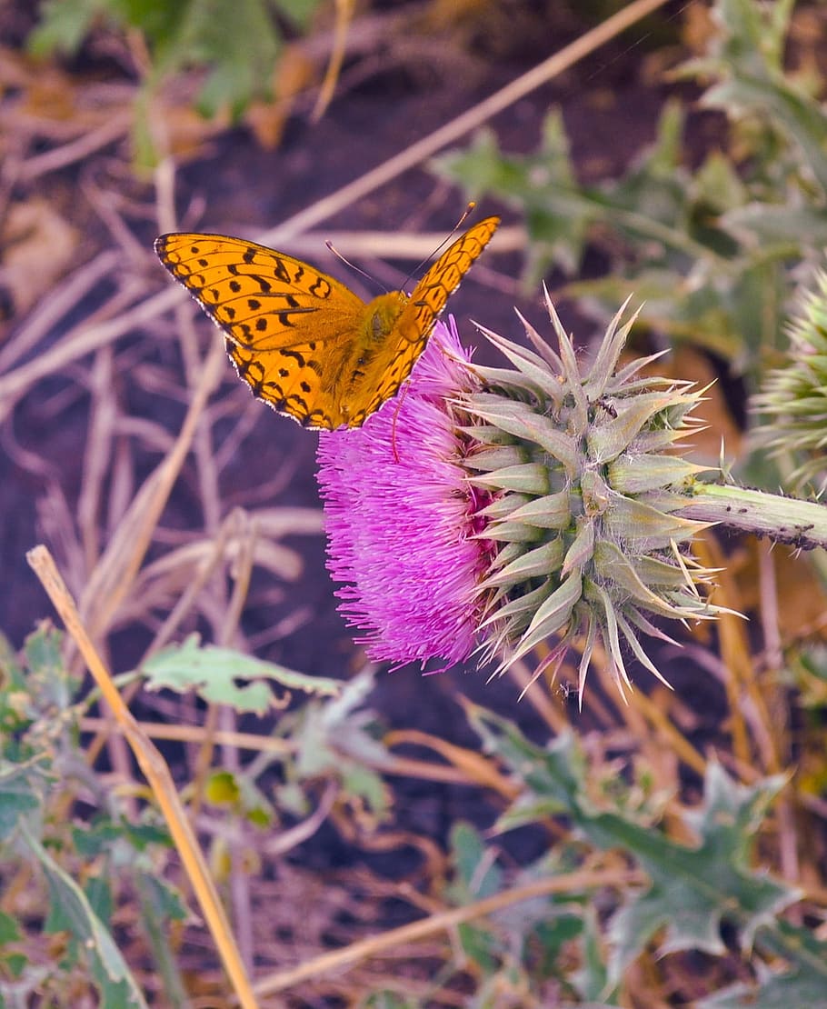 Butterfly, Insect, Orange, spots, black, flower, pink, wings HD wallpaper