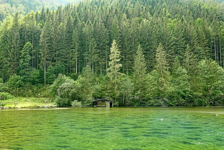 green trees, nature, wood, forest, pond, landscape, summer HD wallpaper