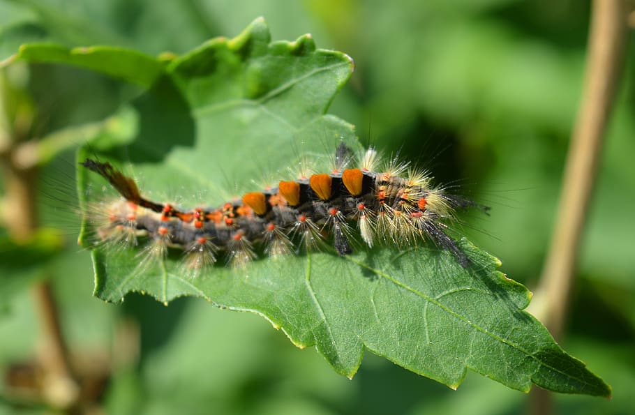 caterpillar, leaf, close up, invertebrate, insect, animals in the wild HD wallpaper