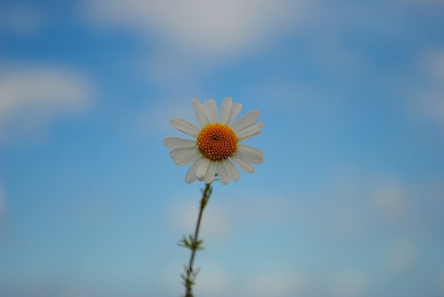 daisy, sky, blossom, bloom, spring, nature, summer, flower HD wallpaper