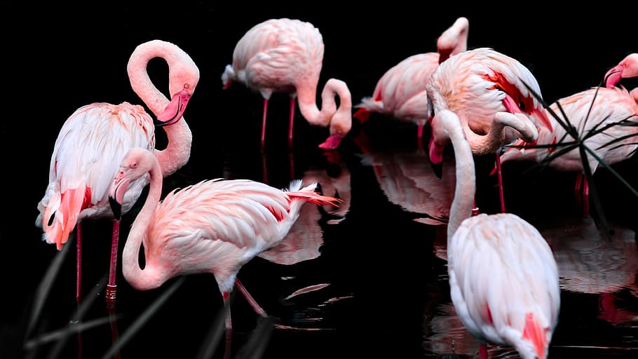 HD wallpaper: flock of flamingo on body of water, pink flamingo, bird, pen  | Wallpaper Flare