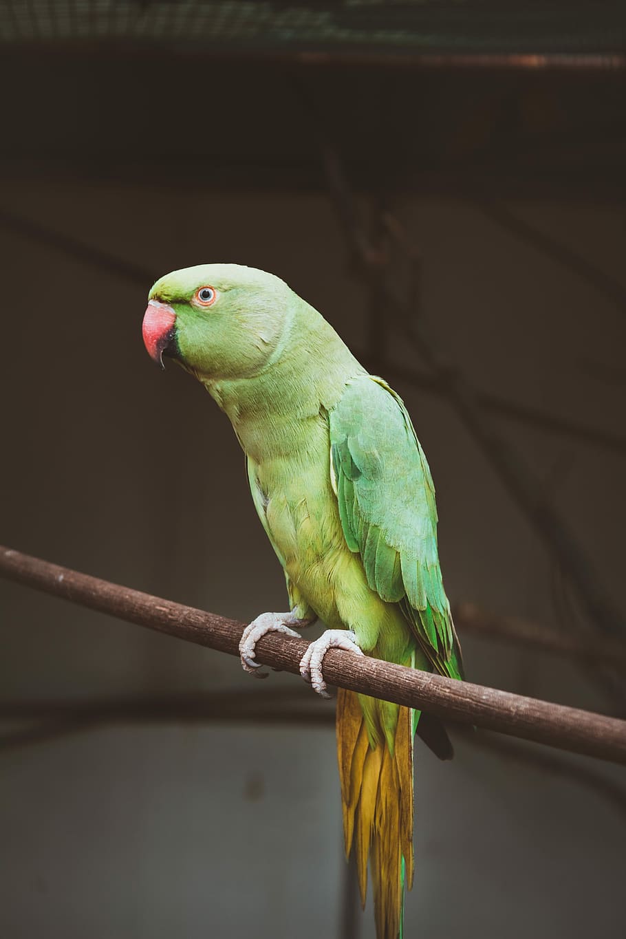 green parrot on tree branch during daytime, rose ringed parakeet HD wallpaper