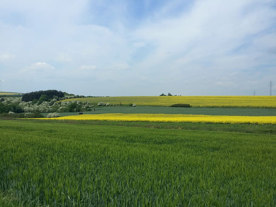 nature, eifel, dream path, hiking, oilseed rape, landscape HD wallpaper