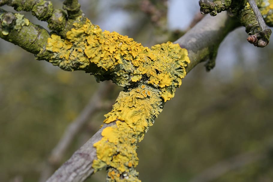lichen, nature, tree, plant, yellow, growth, focus on foreground HD wallpaper