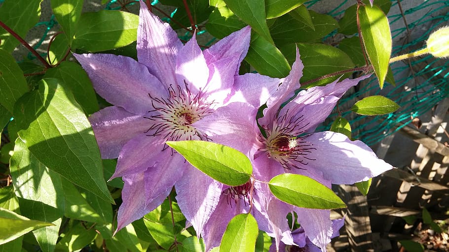 flowers, clematis, spring, plant, flowering plant, leaf, plant part HD wallpaper