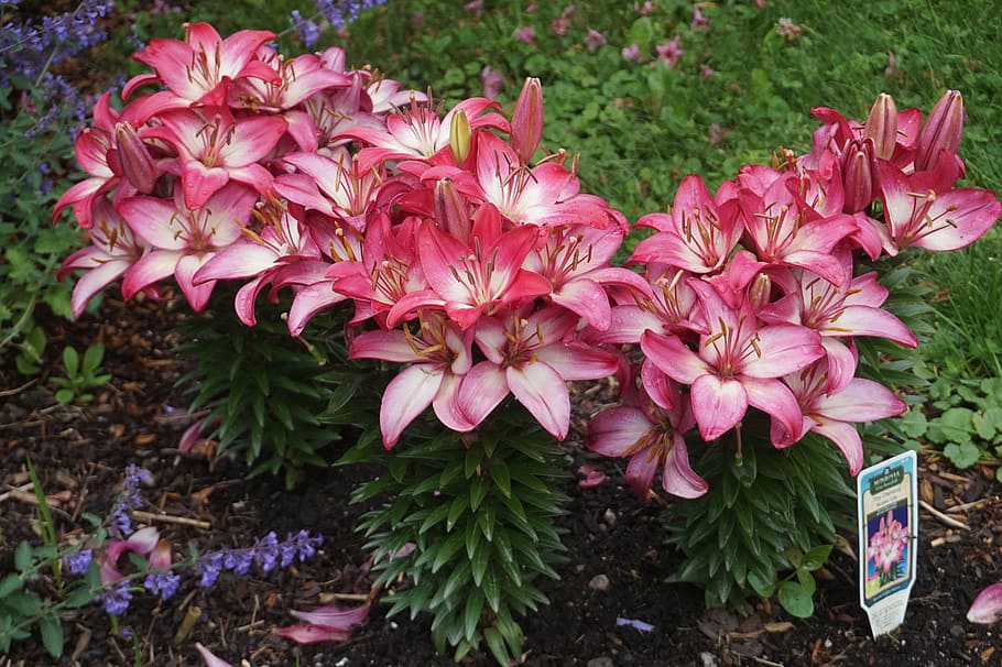 lilies, pink, lily, flower, plant, flowering plant, pink color HD wallpaper
