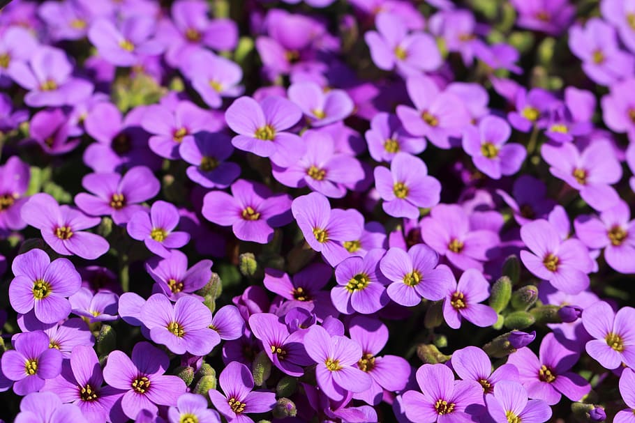 spring, nature, blossom, summer, garden, petal, floral, bloom HD wallpaper