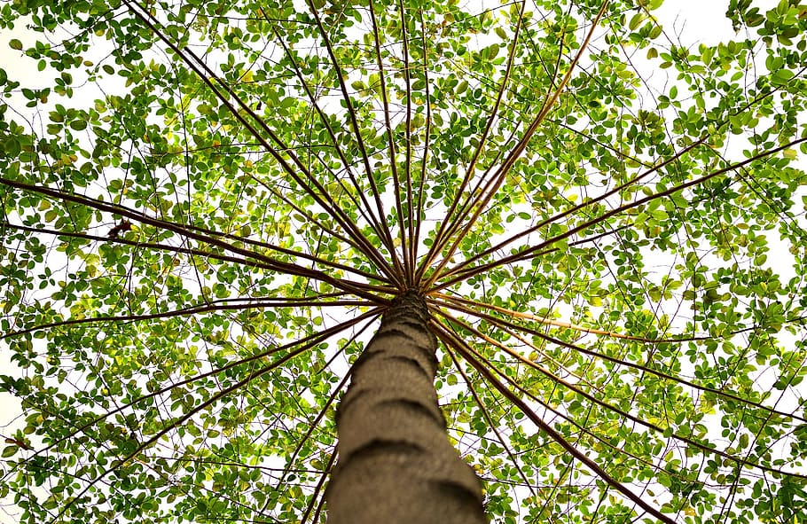 green, nature, tree, wood, plant, low angle view, growth, tree trunk HD wallpaper