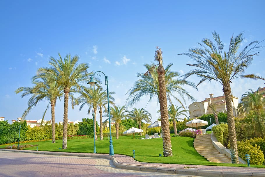cairo, palm tree, landscape, egypt, africa, arab, sky, blue HD wallpaper