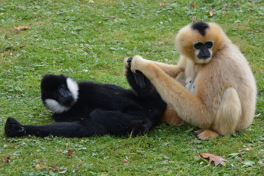 monkeys, mammal, animal, gibbon, flea, animal wildlife, primate HD wallpaper