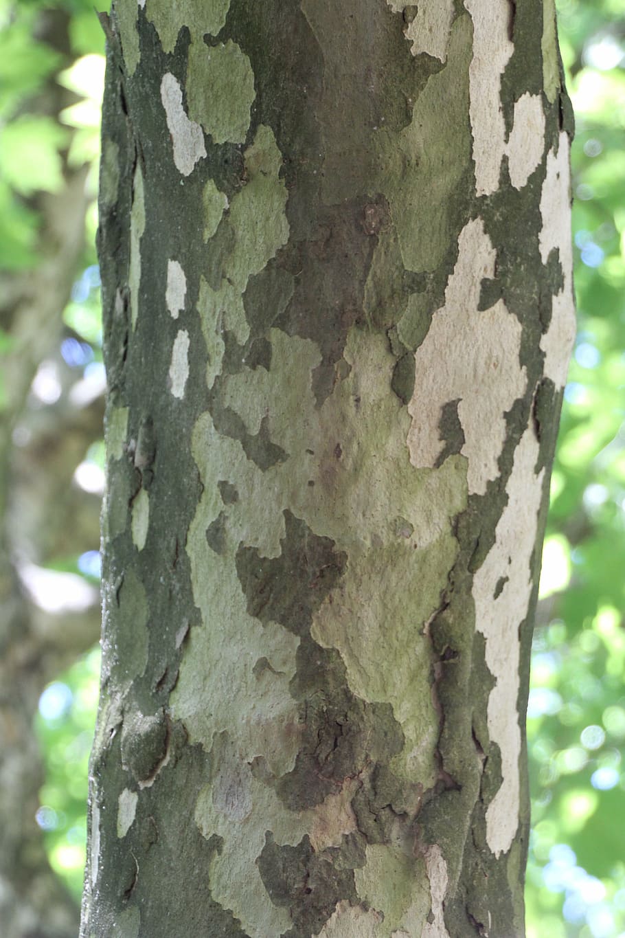 tree, bark, log, structure, tree trunk, focus on foreground HD wallpaper