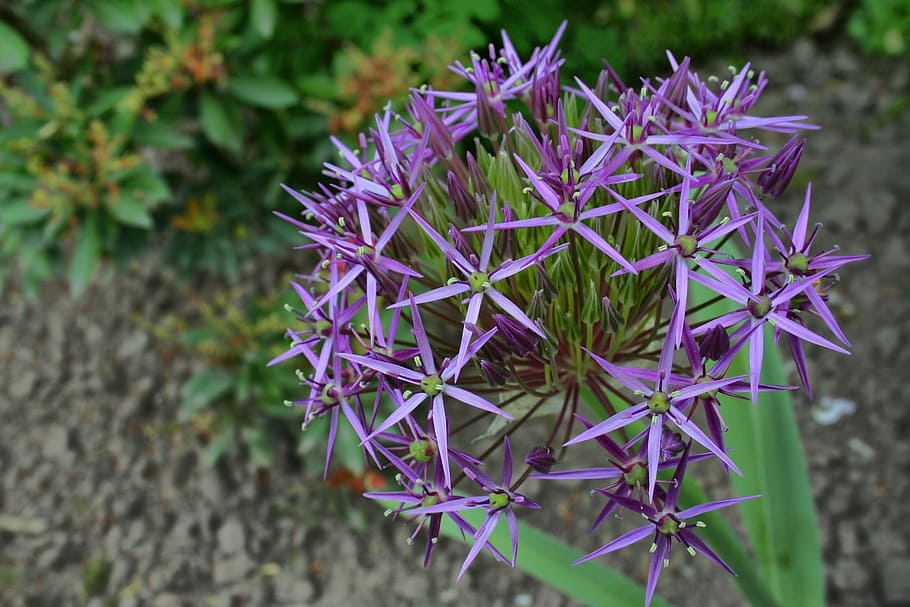 leek, star, pattern, purple, plant, flower, flowering plant HD wallpaper