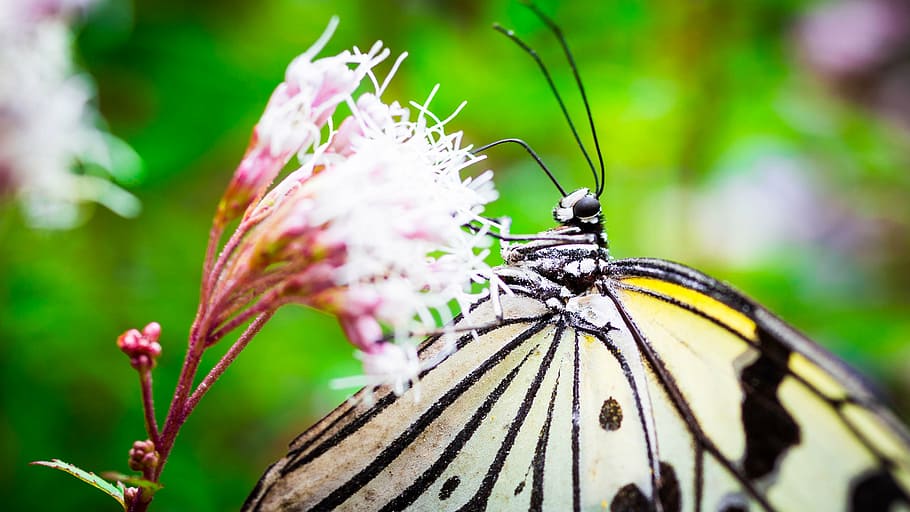 minoo, insectarium, butterfly, flower, animal themes, invertebrate HD wallpaper