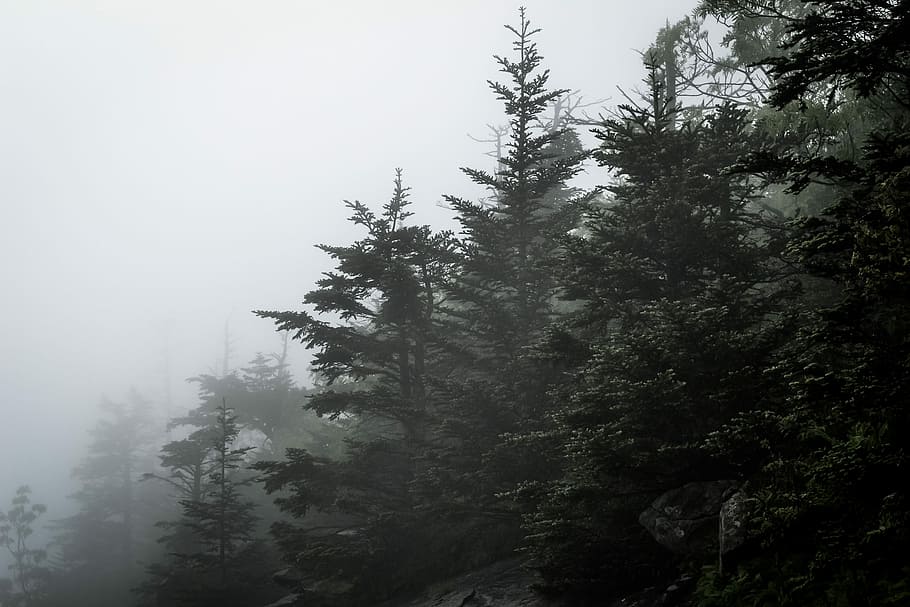 green trees under cloudy sky, green pine tree surrounded by fogs under gray sky during daytime HD wallpaper