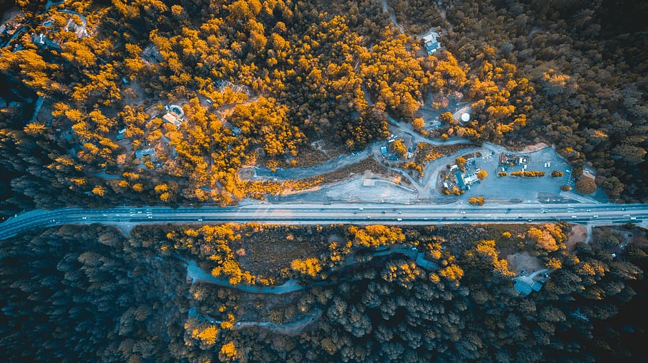 yellow flowers photography, aerial photograph of a road, forest HD wallpaper