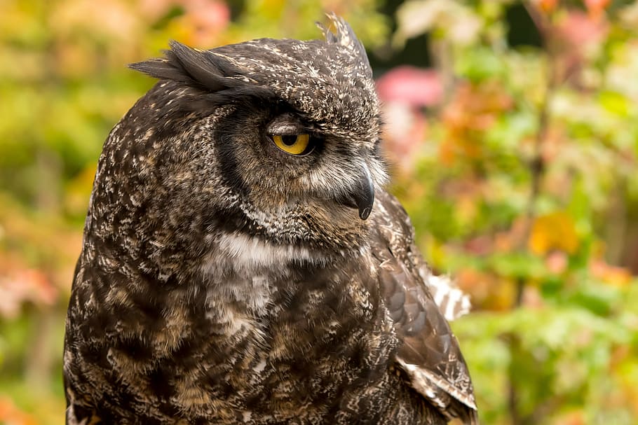 Great Horn Owl, shallow focus of owl, bird, feathers, plant, tree HD wallpaper