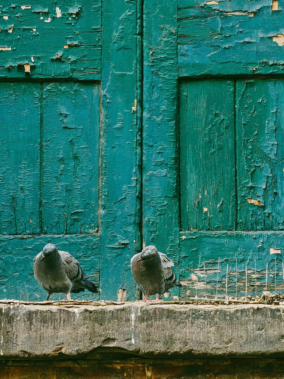 closeup photo of two gray pigeons on gray concrete surface, two gray-and-black pigeons in-front of green wooden window HD wallpaper